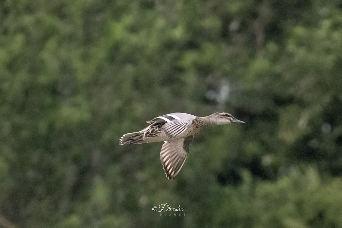 シマアジ - ML647118199