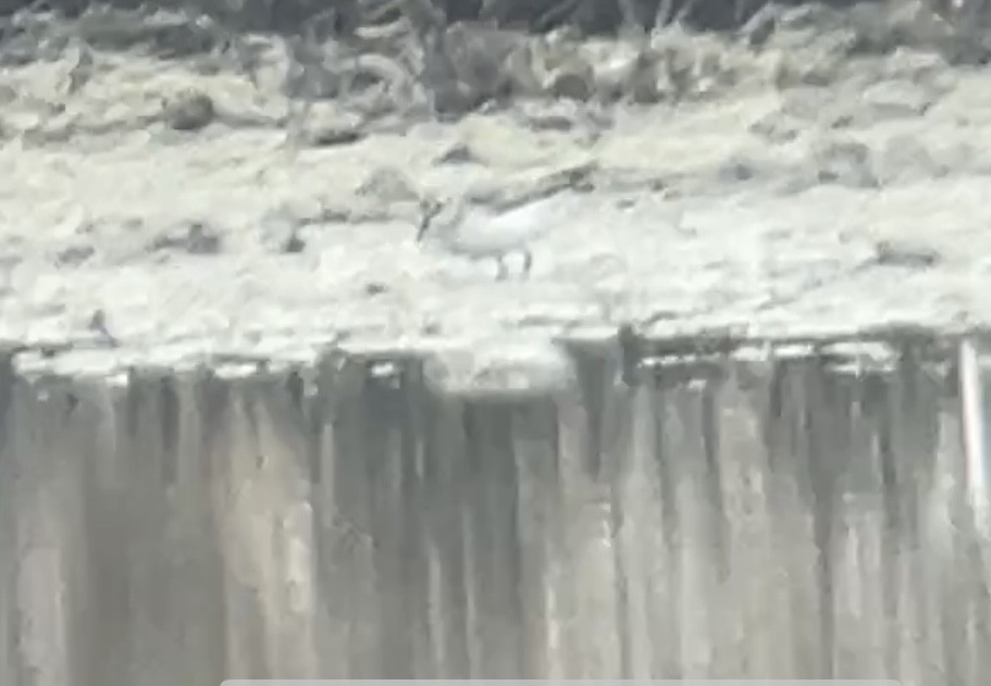 Little Stint - ML647118200