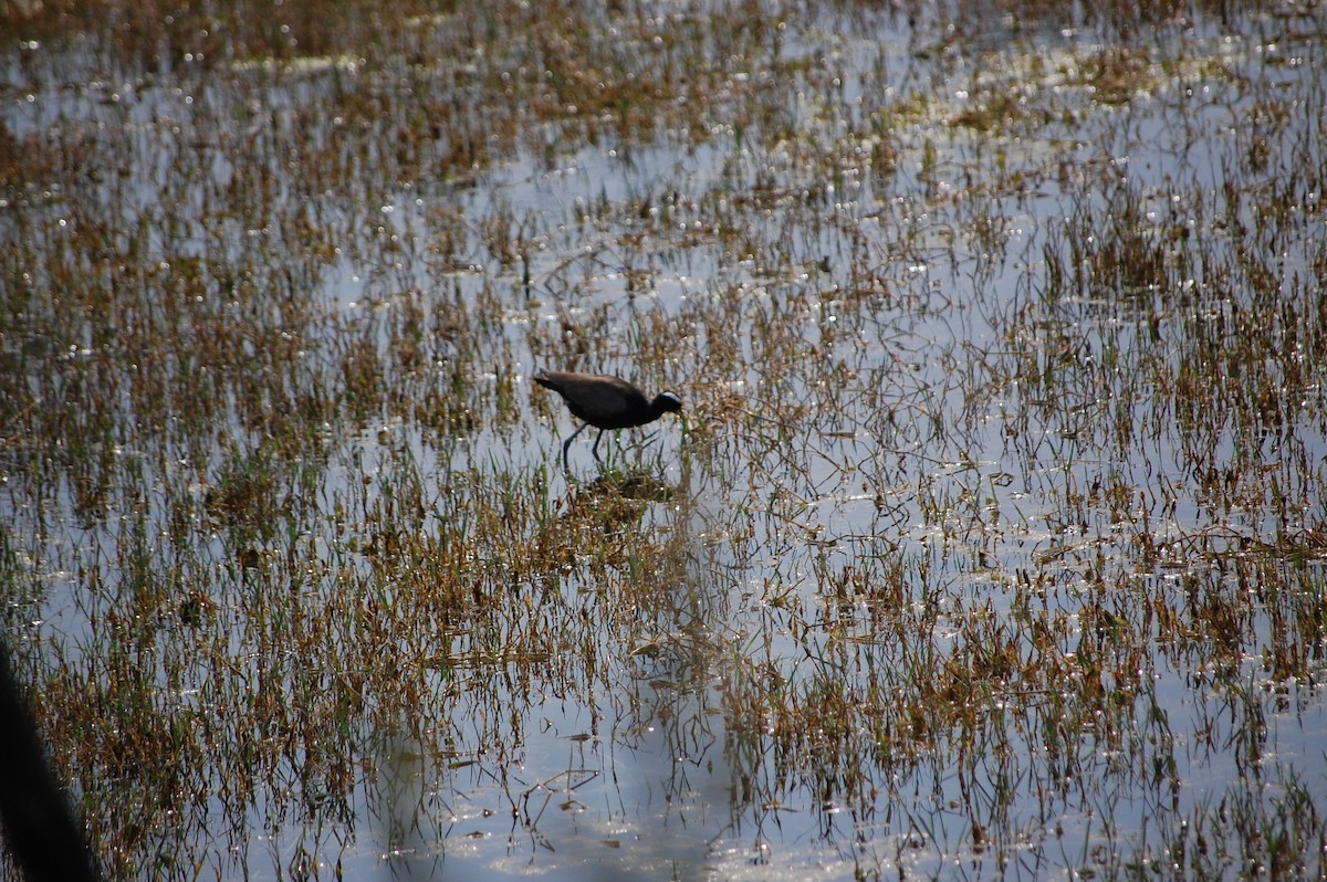 Бронзовокрылая якана - ML647118205