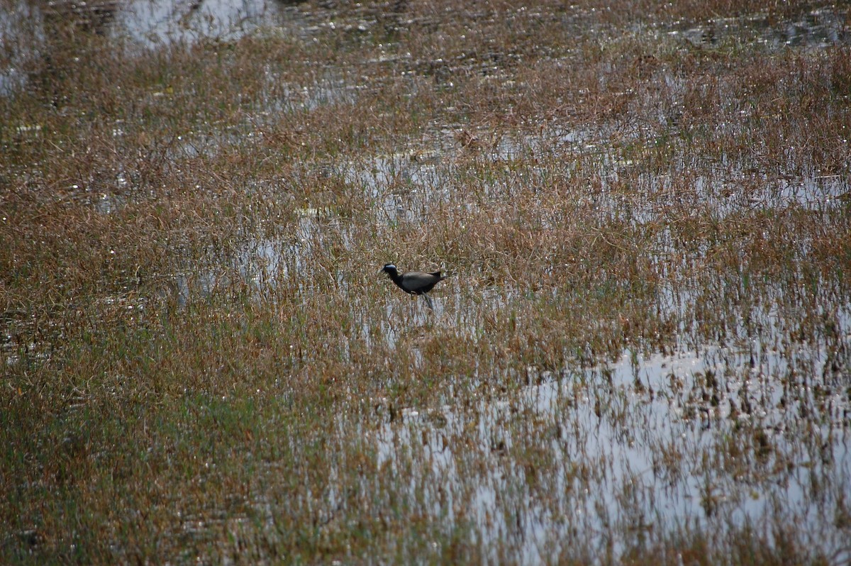 Бронзовокрылая якана - ML647118206