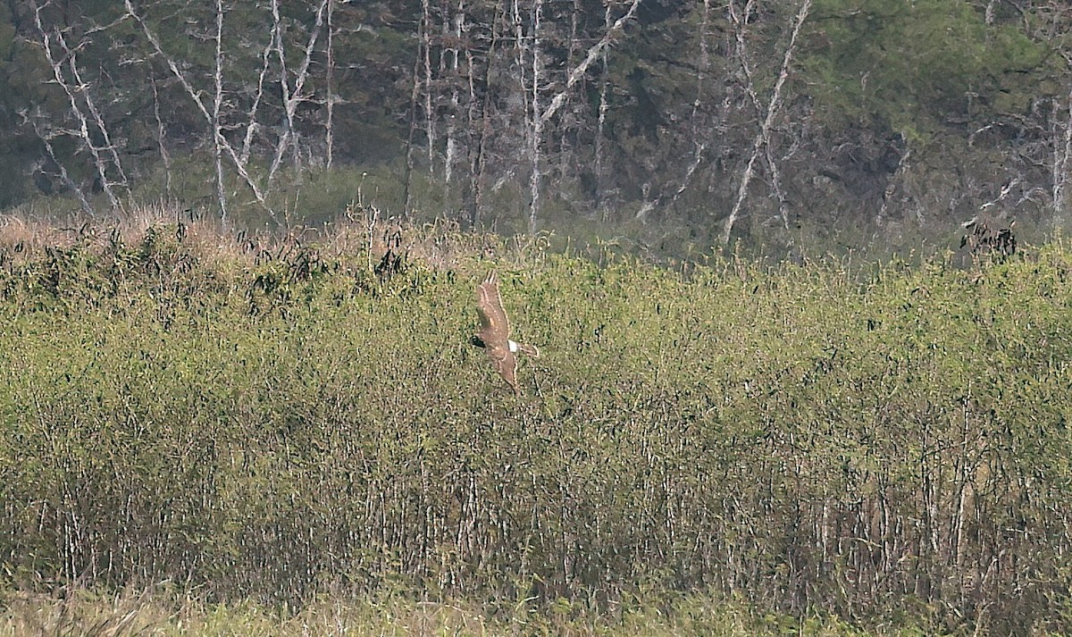 Mirotz zuri iparramerikarra - ML647118217