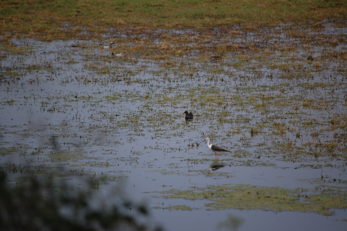 Black-winged Stilt - ML647118219