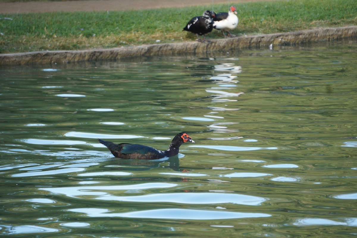 Ahate musketaduna (etxekoa) - ML647118220