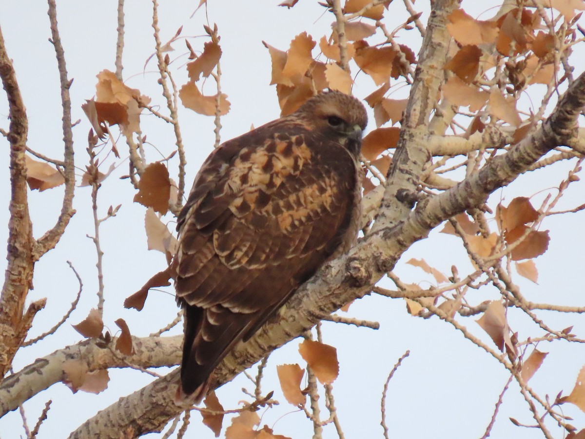 Zapelatz buztangorria - ML647118221