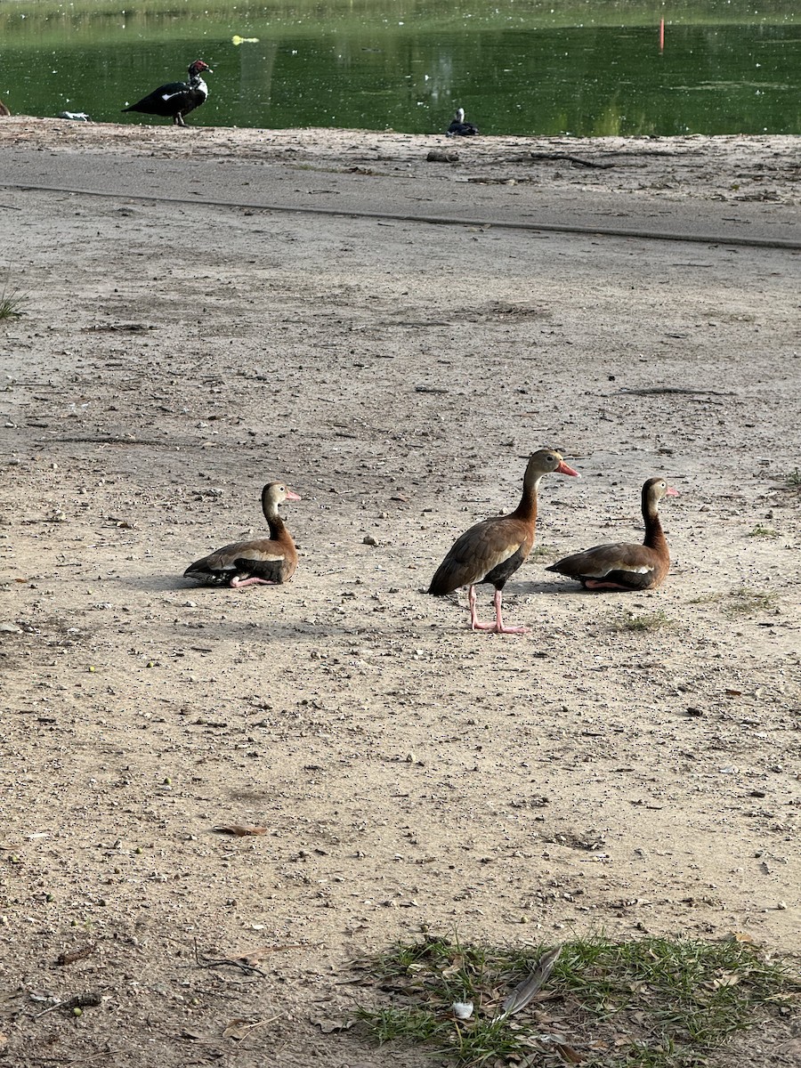 Zuhaitz-ahate mokogorria - ML647118222