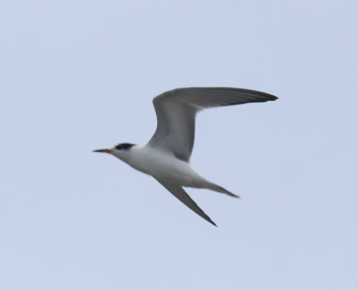 Крячок річковий - ML647118226