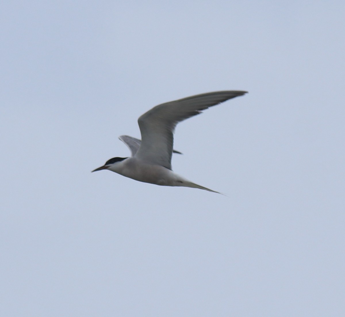 Крячок річковий - ML647118229