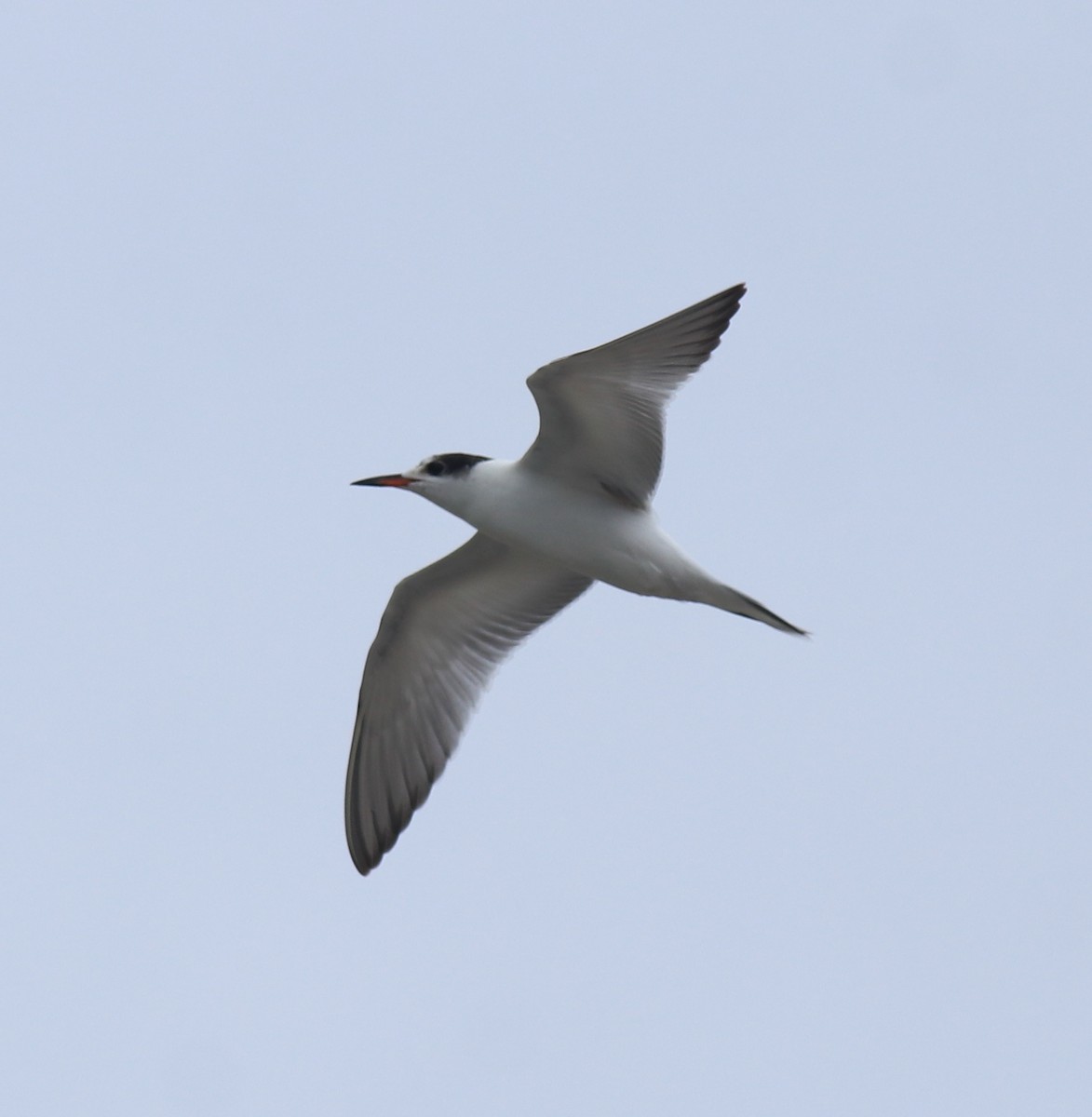 Крячок річковий - ML647118230