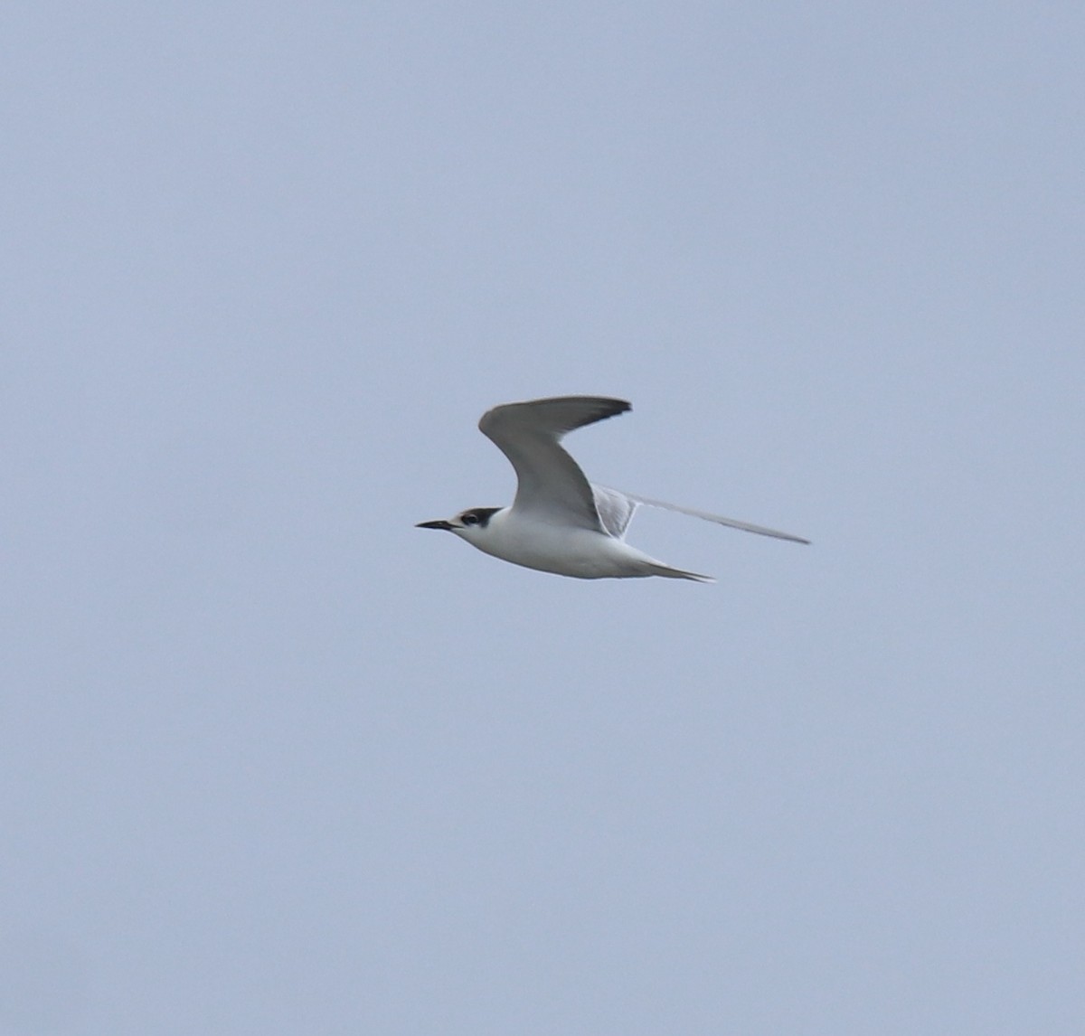 Крячок річковий - ML647118231