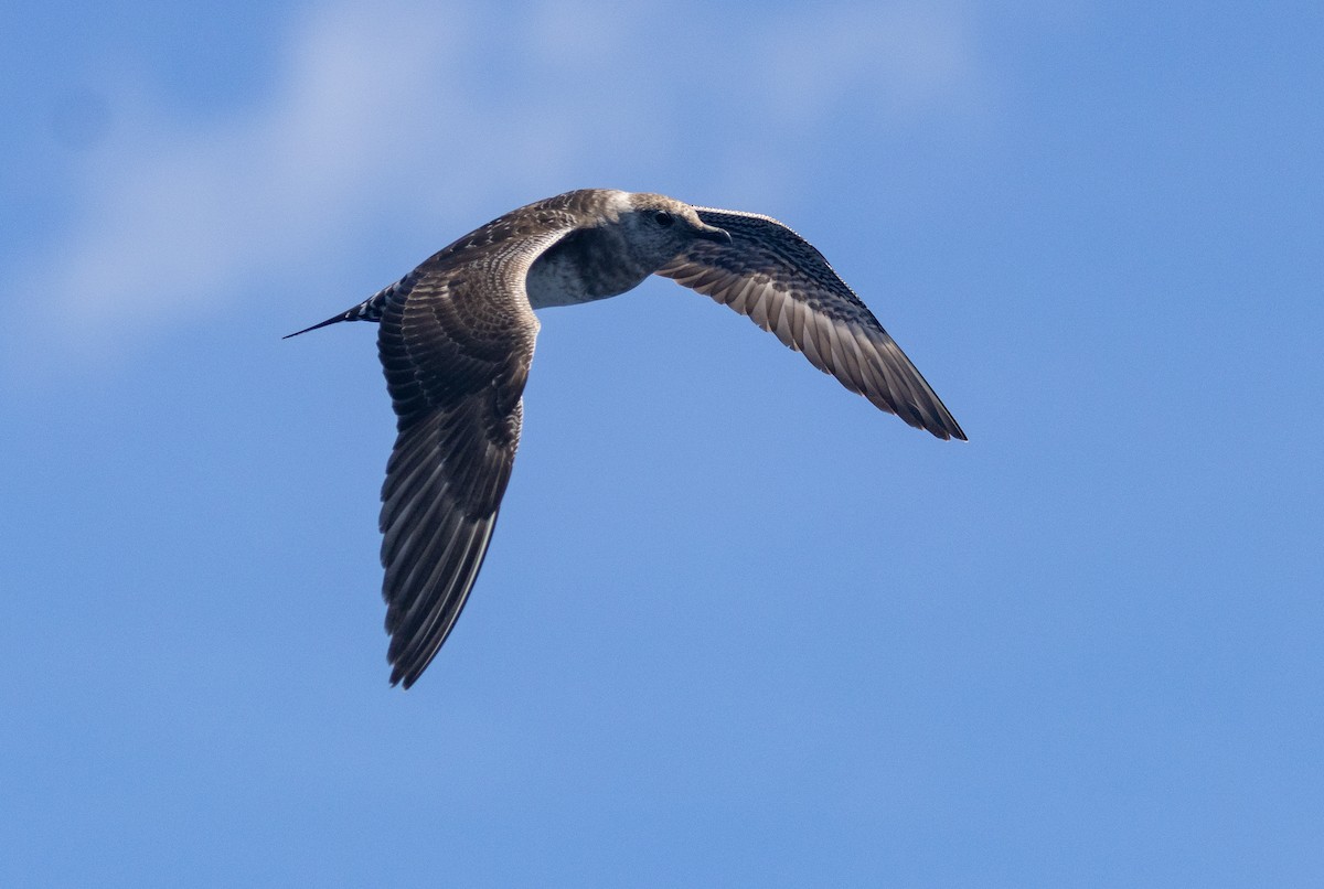 Long-tailed Jaeger - ML647118232