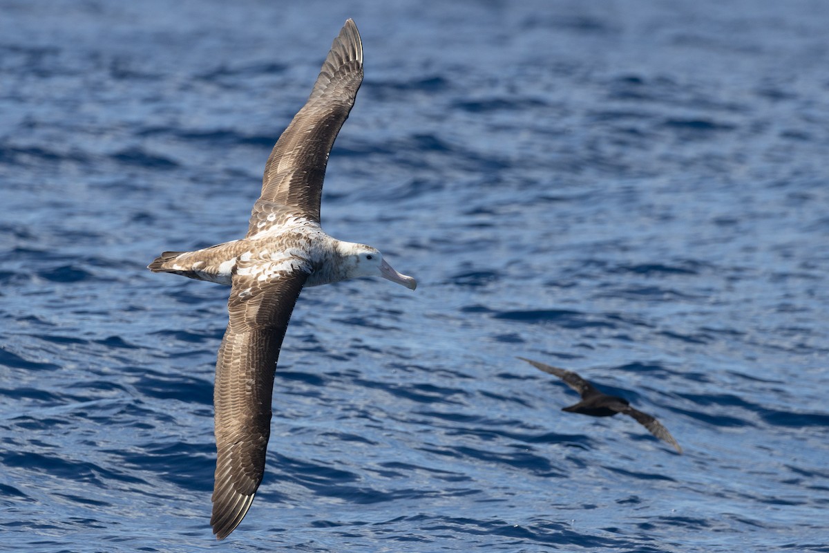Antipodean Albatross (Gibson's) - ML647118234