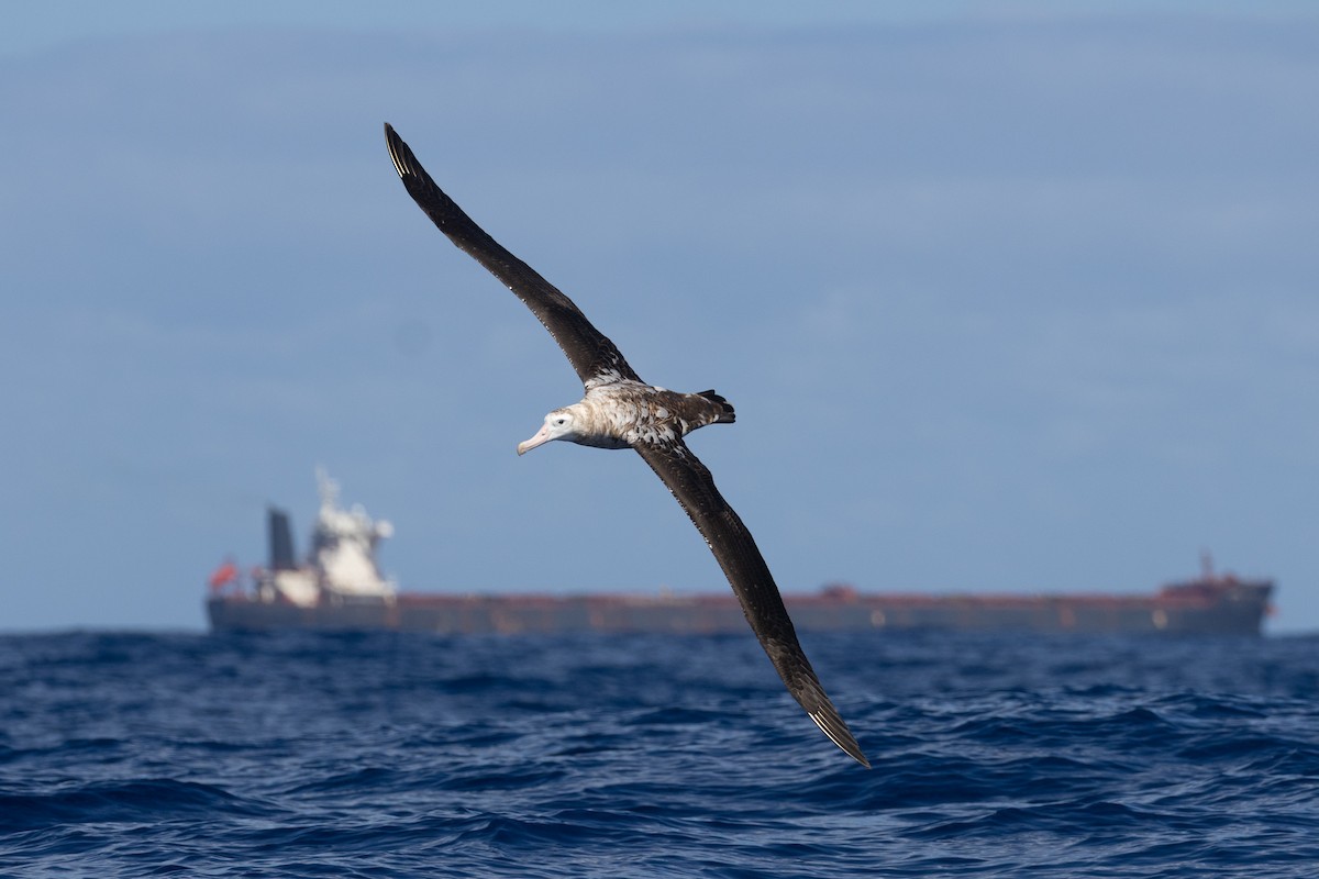 Antipodean Albatross (Gibson's) - ML647118235