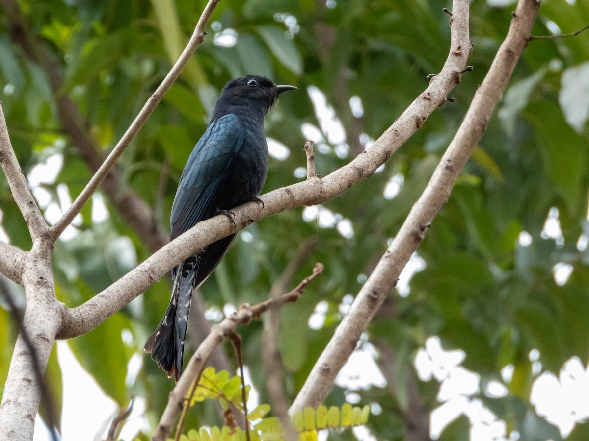 Square-tailed Drongo-Cuckoo - ML647118240