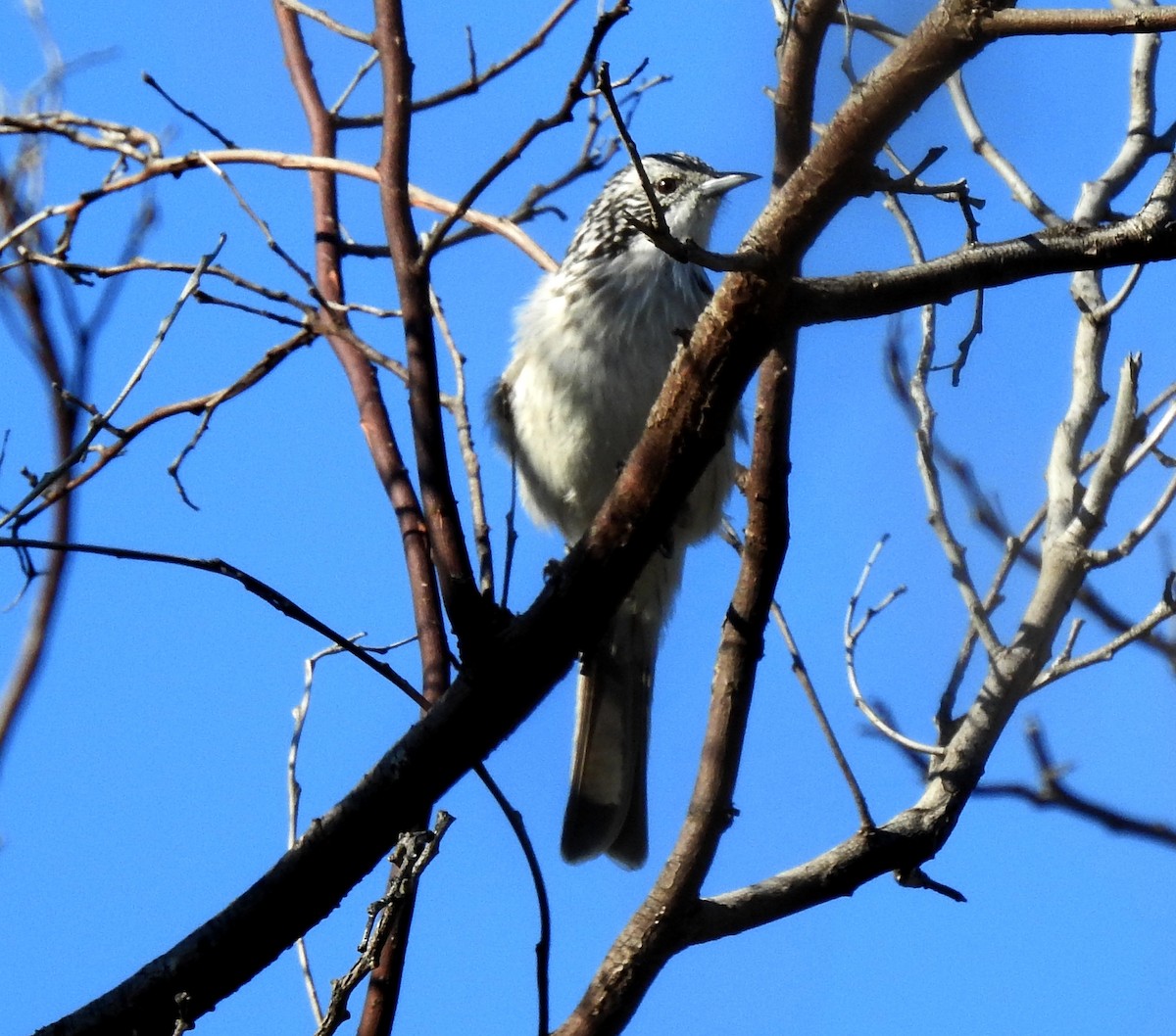 Tekir Balkuşu - ML647118247