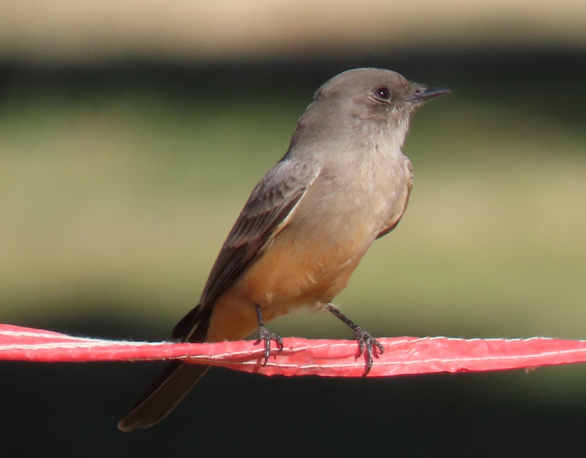 Say's Phoebe - ML647118254