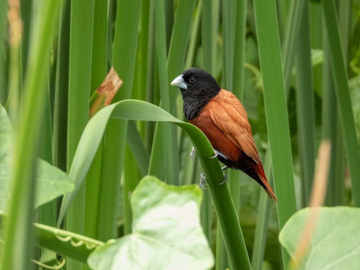 Kestane Rengi Munya - ML647118256