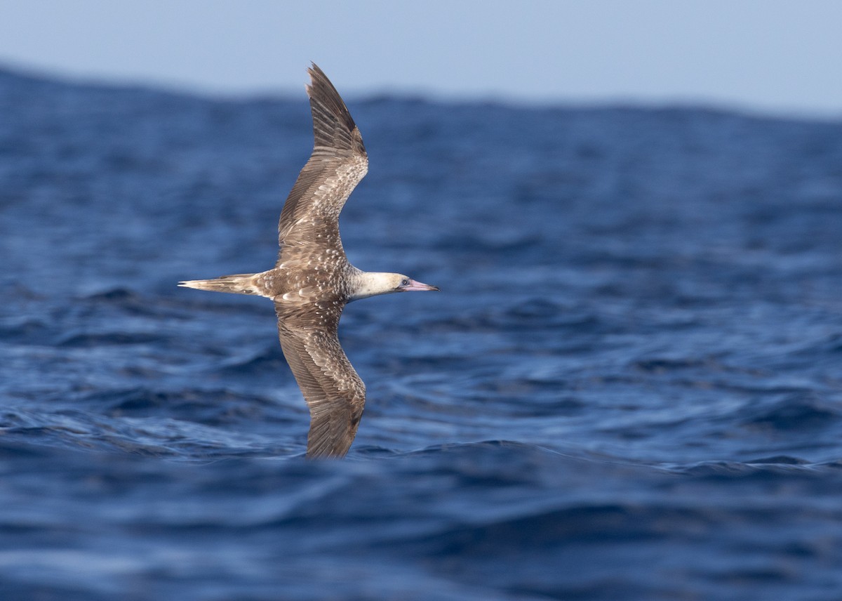 Сула червононога - ML647118257