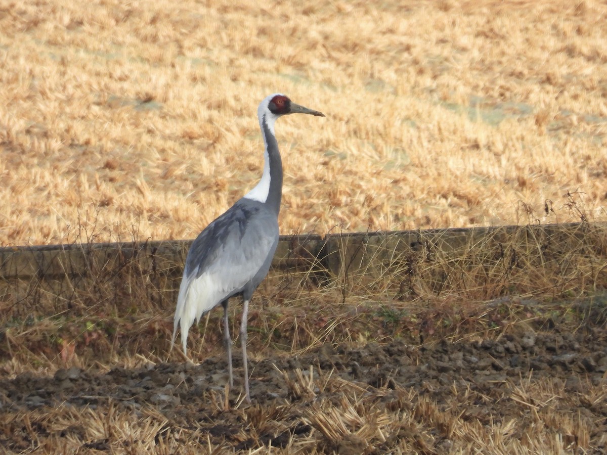 Gözlüklü Turna - ML647118258