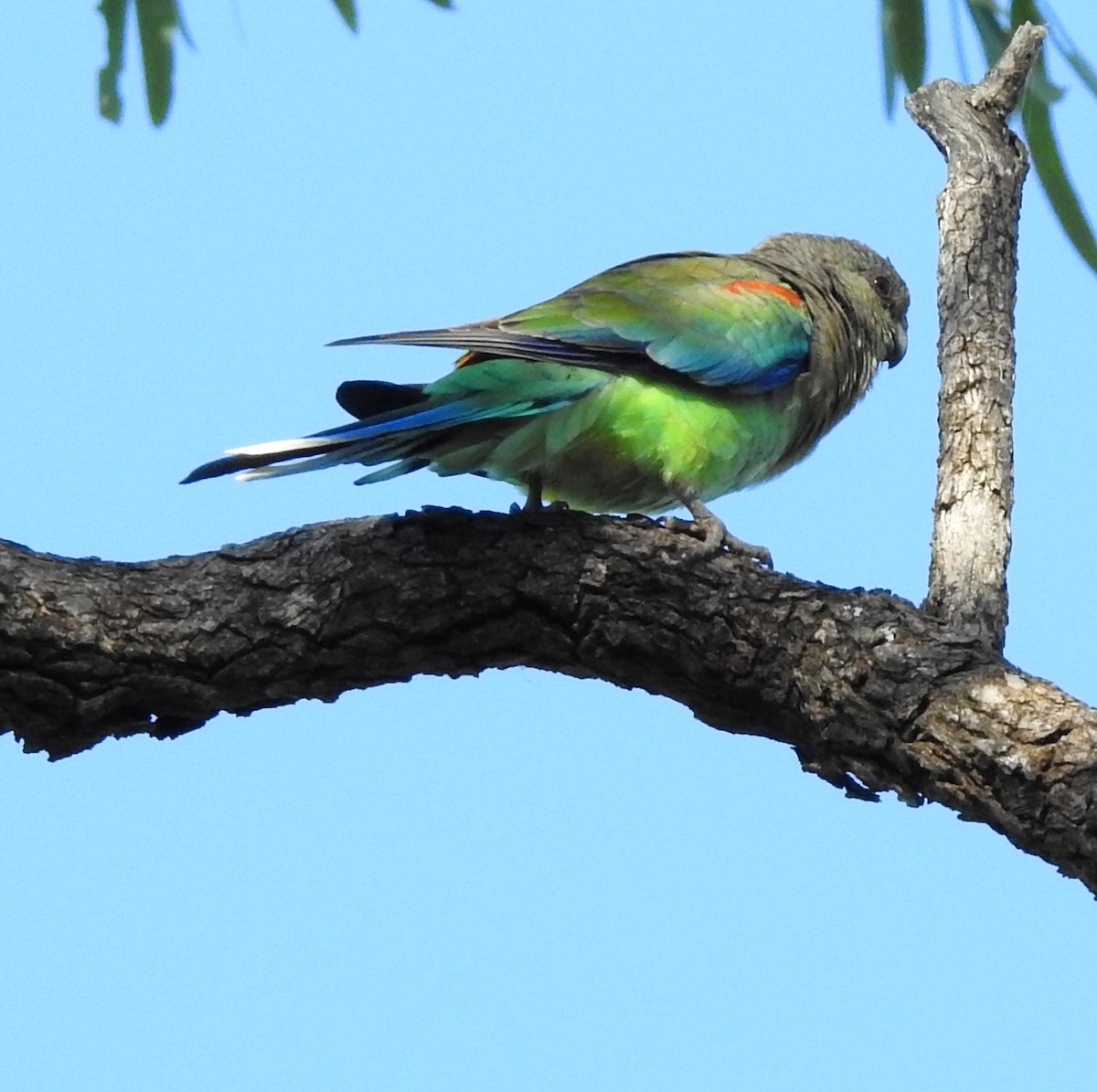 Mulga Papağanı - ML647118259