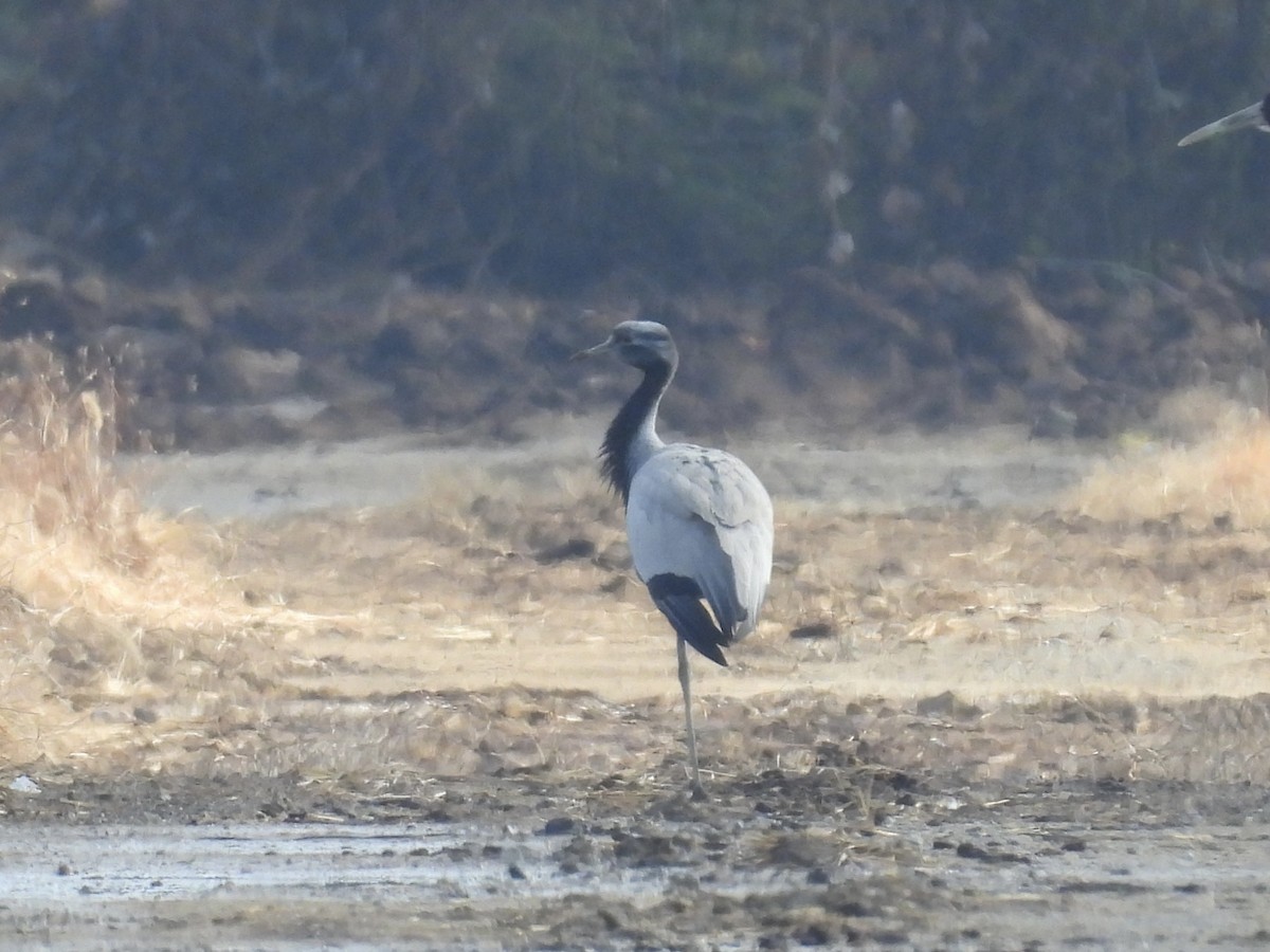 Красавка - ML647118265