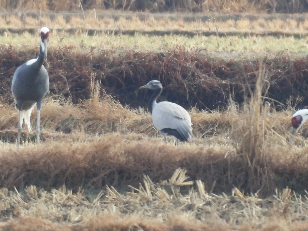 Demoiselle Crane - ML647118266