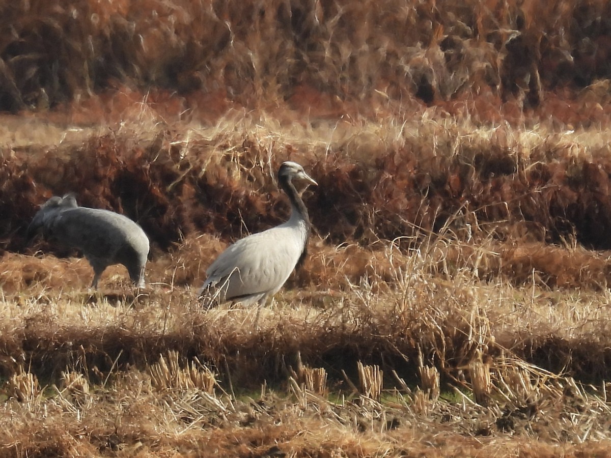 Demoiselle Crane - ML647118267