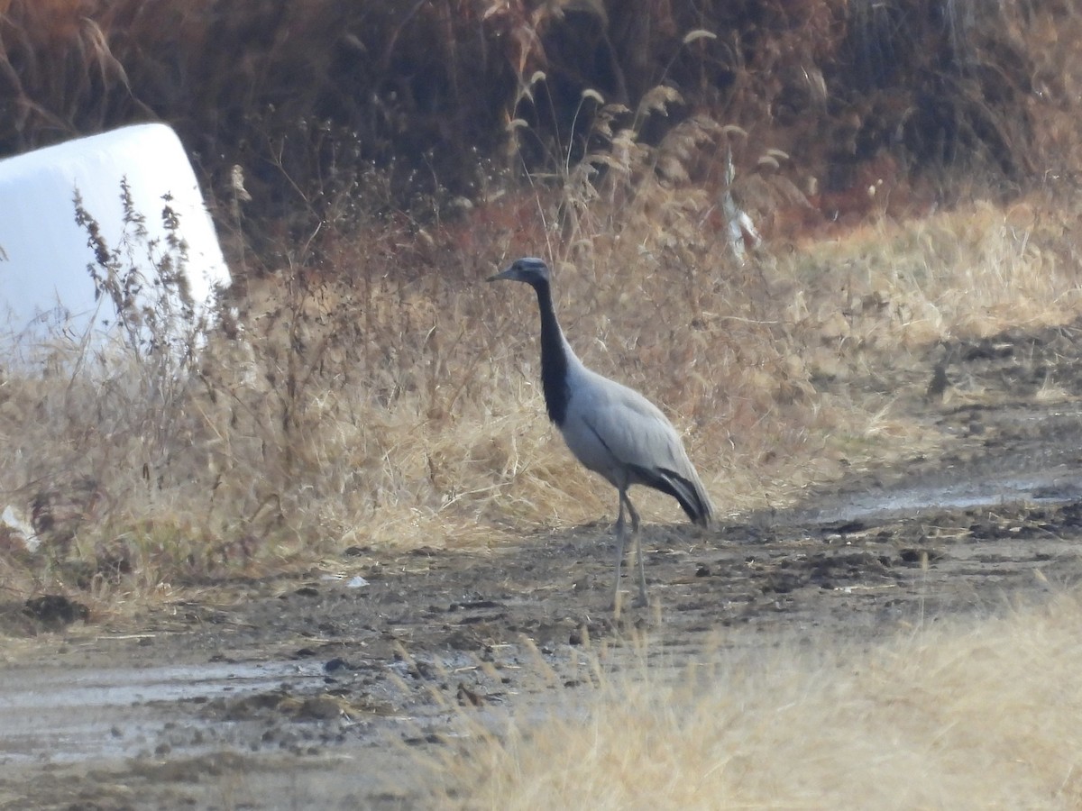 Demoiselle Crane - ML647118268