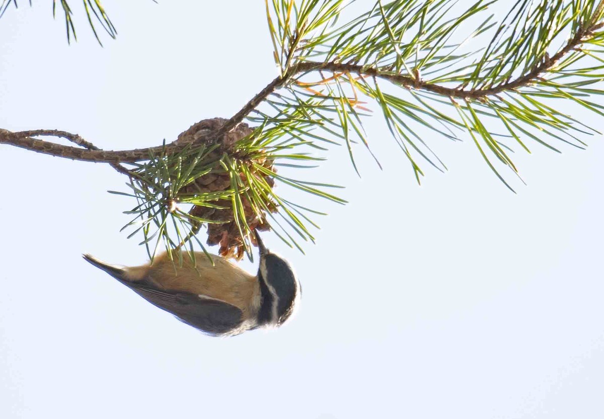 Garrapo kanadarra - ML647118270