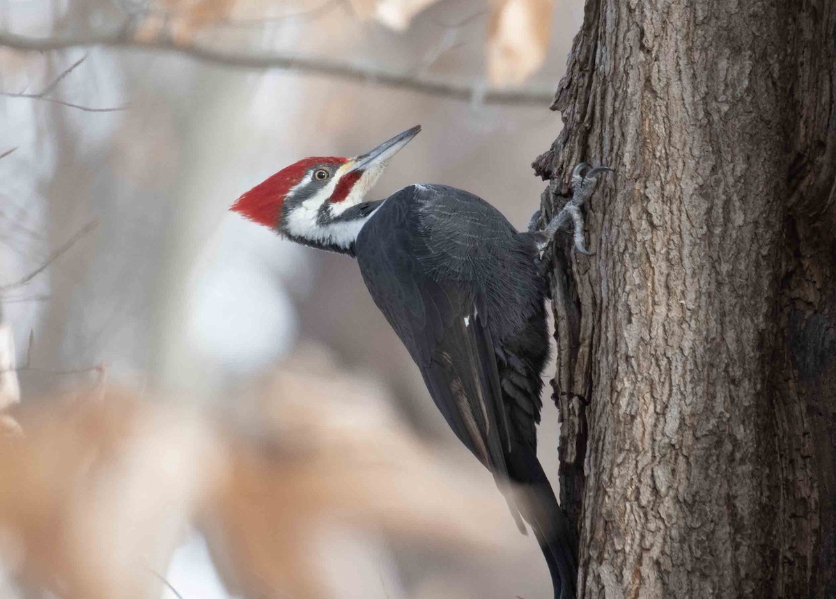 Pileated Woodpecker - ML647118273