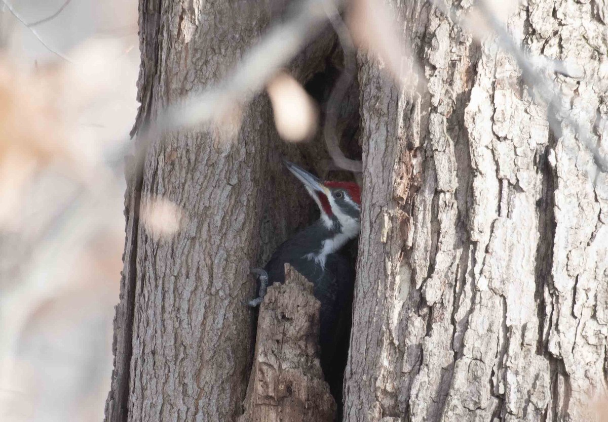 Pileated Woodpecker - ML647118274