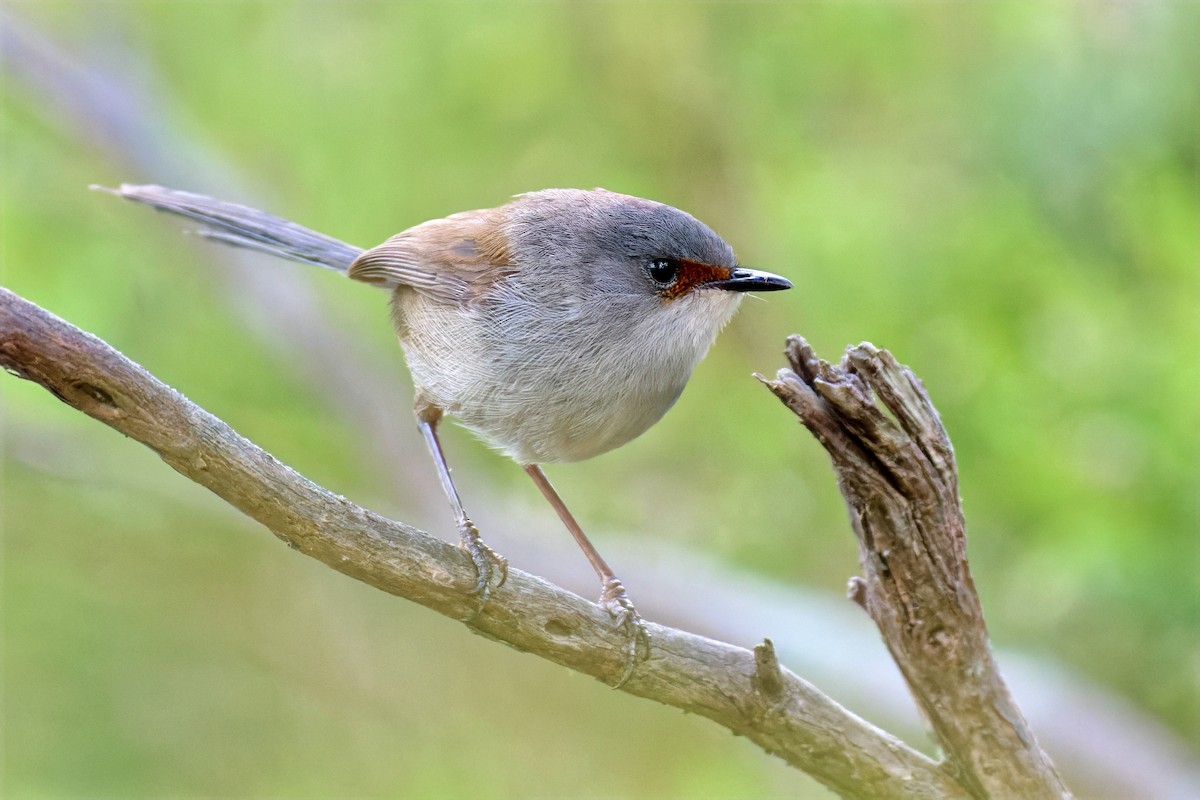 Red-winged Fairywren - ML647118275