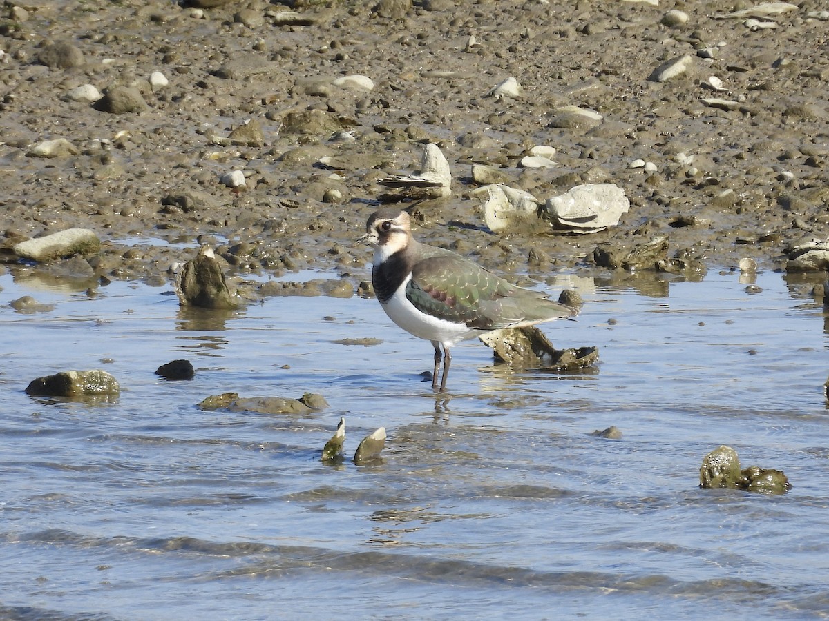 Kızkuşu - ML647118282