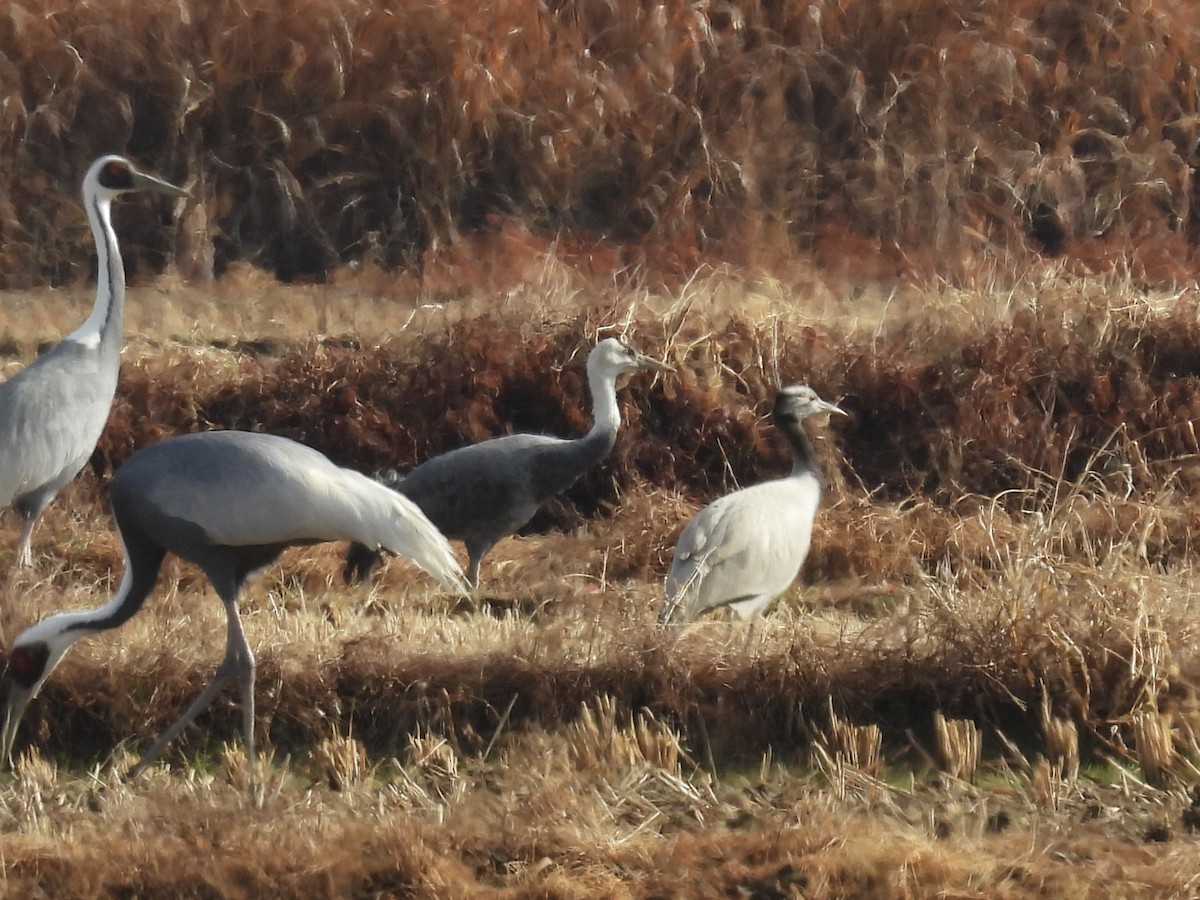 Ak Başlı Turna - ML647118283
