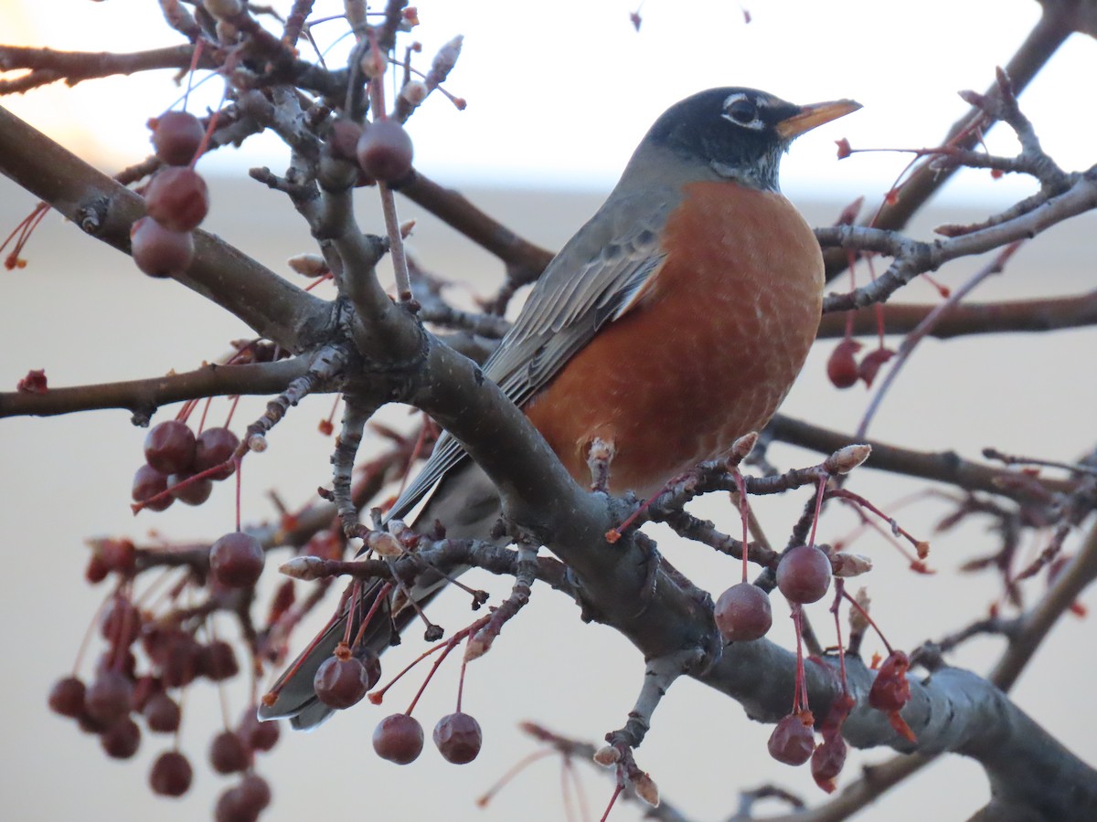 Zozo papargorria - ML647118299