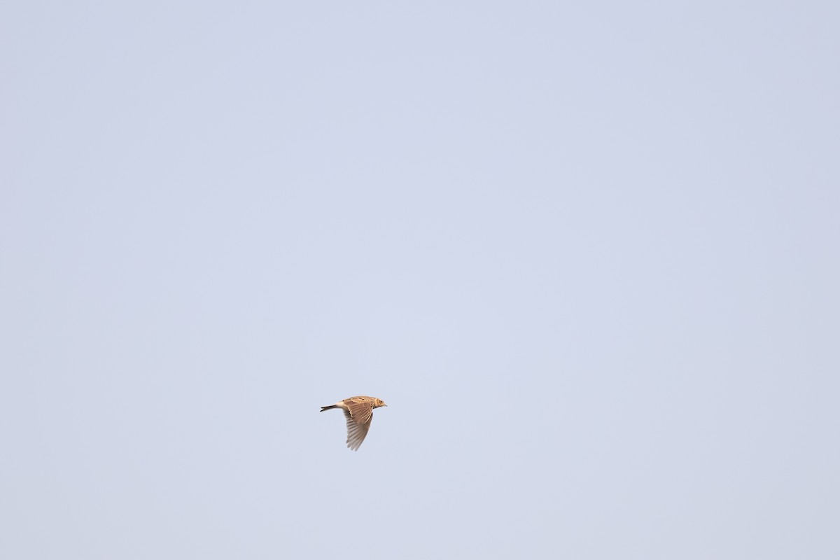 Oriental Skylark - ML647118312