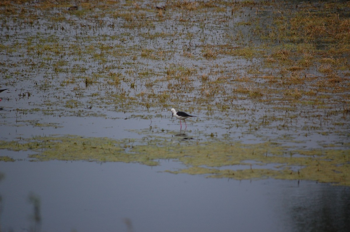 Black-winged Stilt - ML647118314