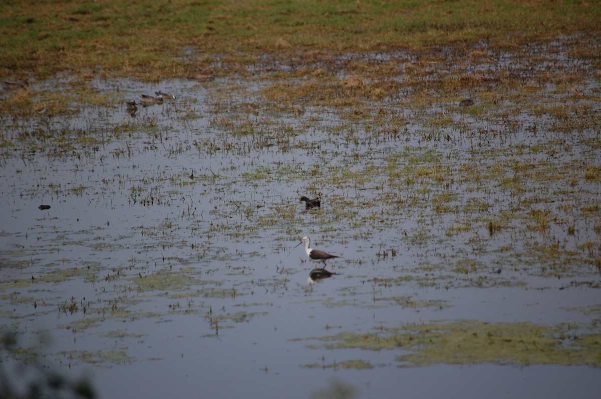 Black-winged Stilt - ML647118315