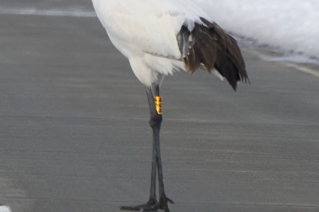 Журавель японський - ML647118333