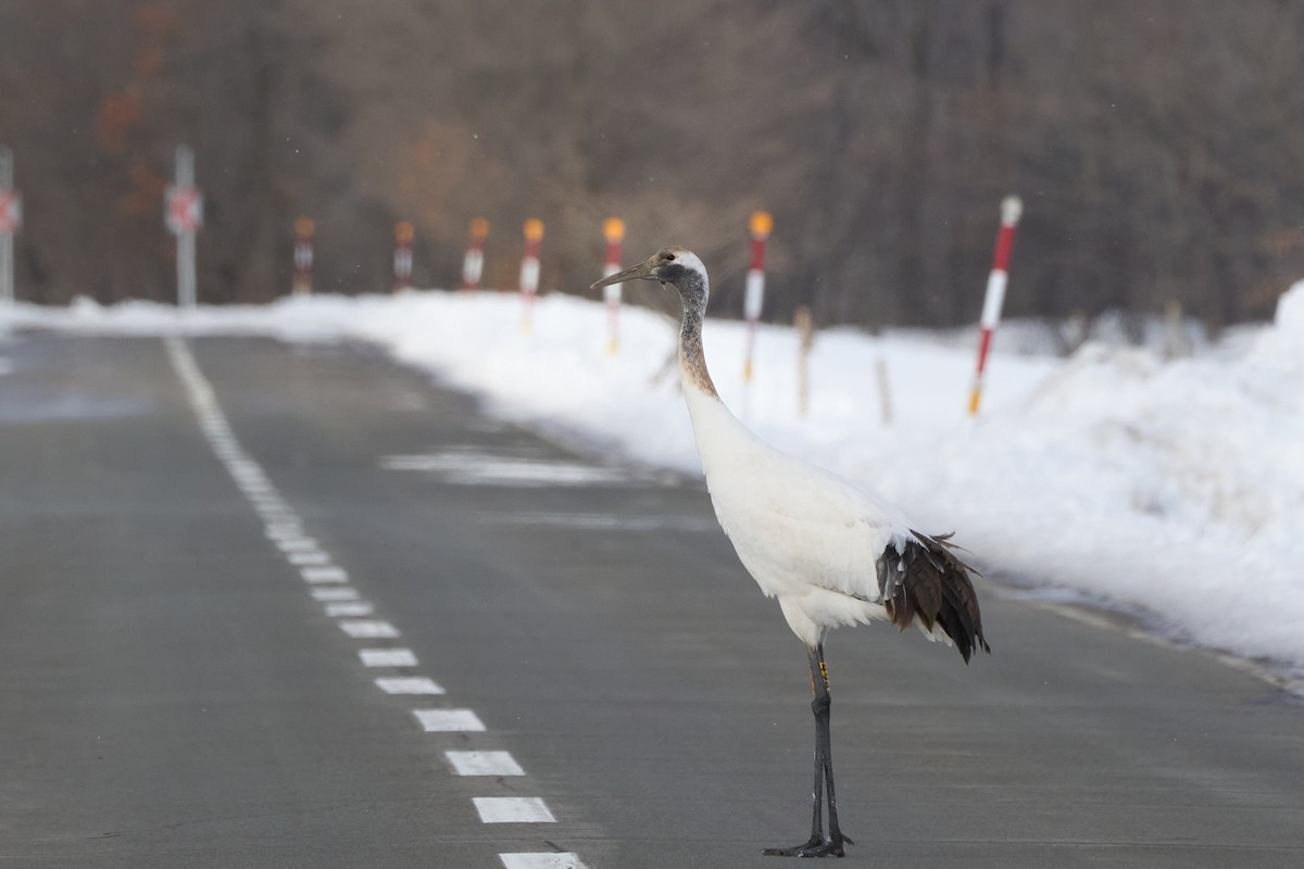 Журавель японський - ML647118334