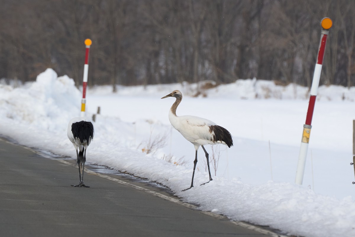 Журавель японський - ML647118335