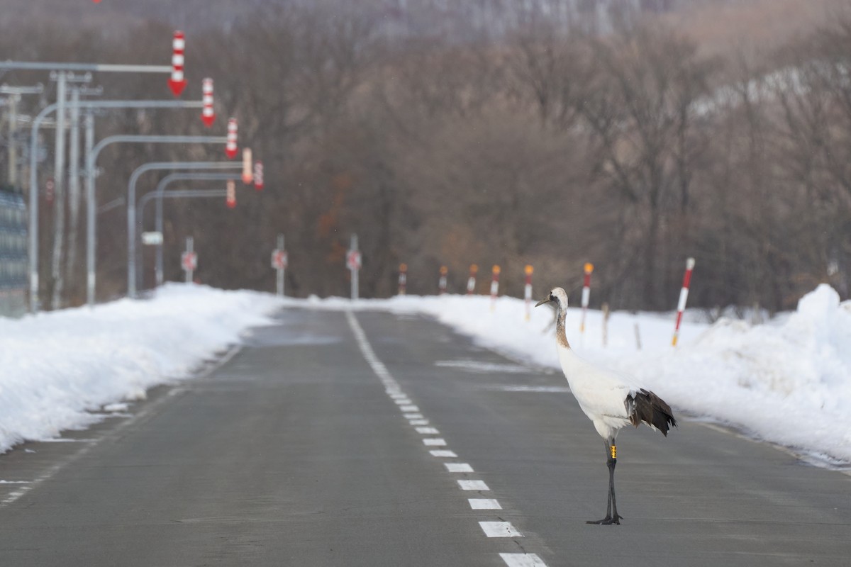 Журавель японський - ML647118336