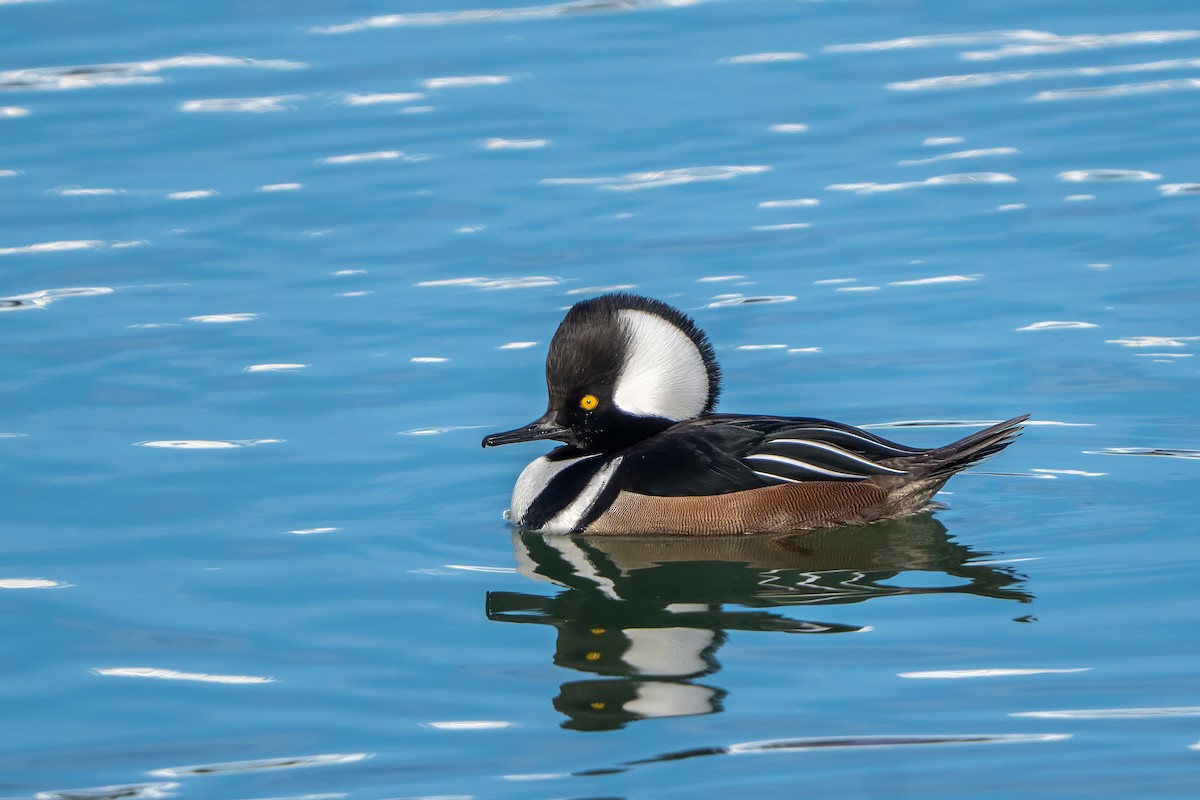 Крех жовтоокий - ML647118340