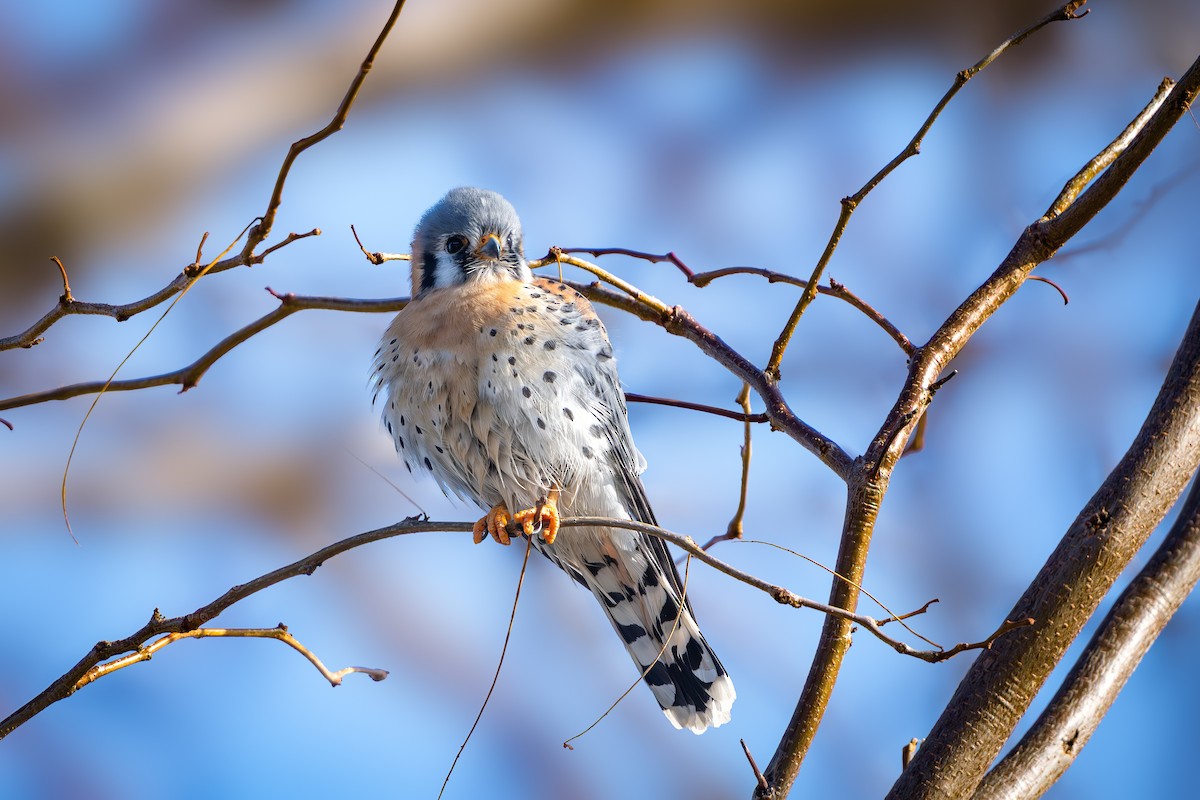 Боривітер американський - ML647118344