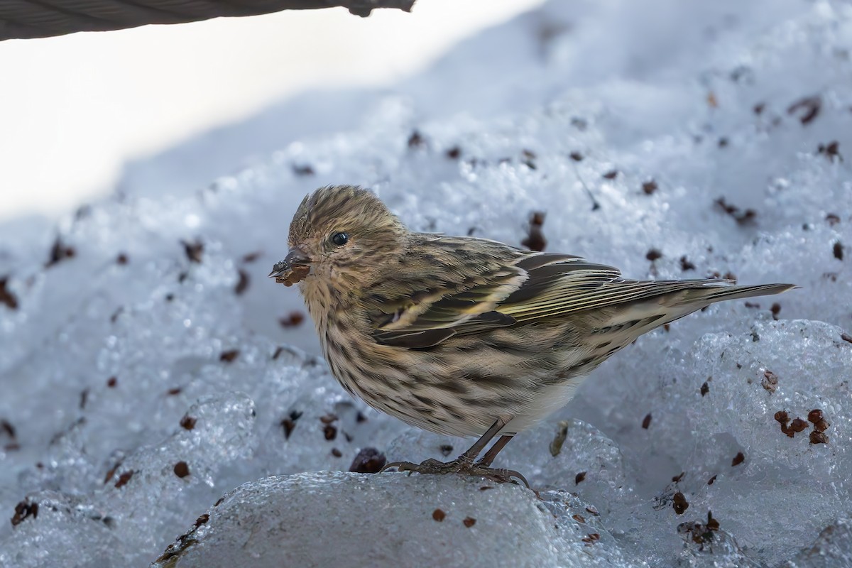 Чиж сосновий - ML647118345