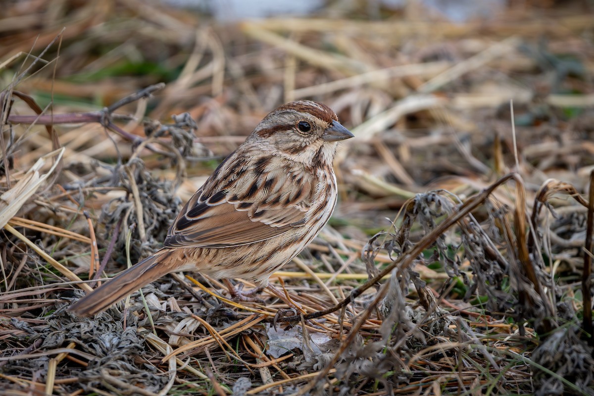 Пасовка співоча - ML647118347