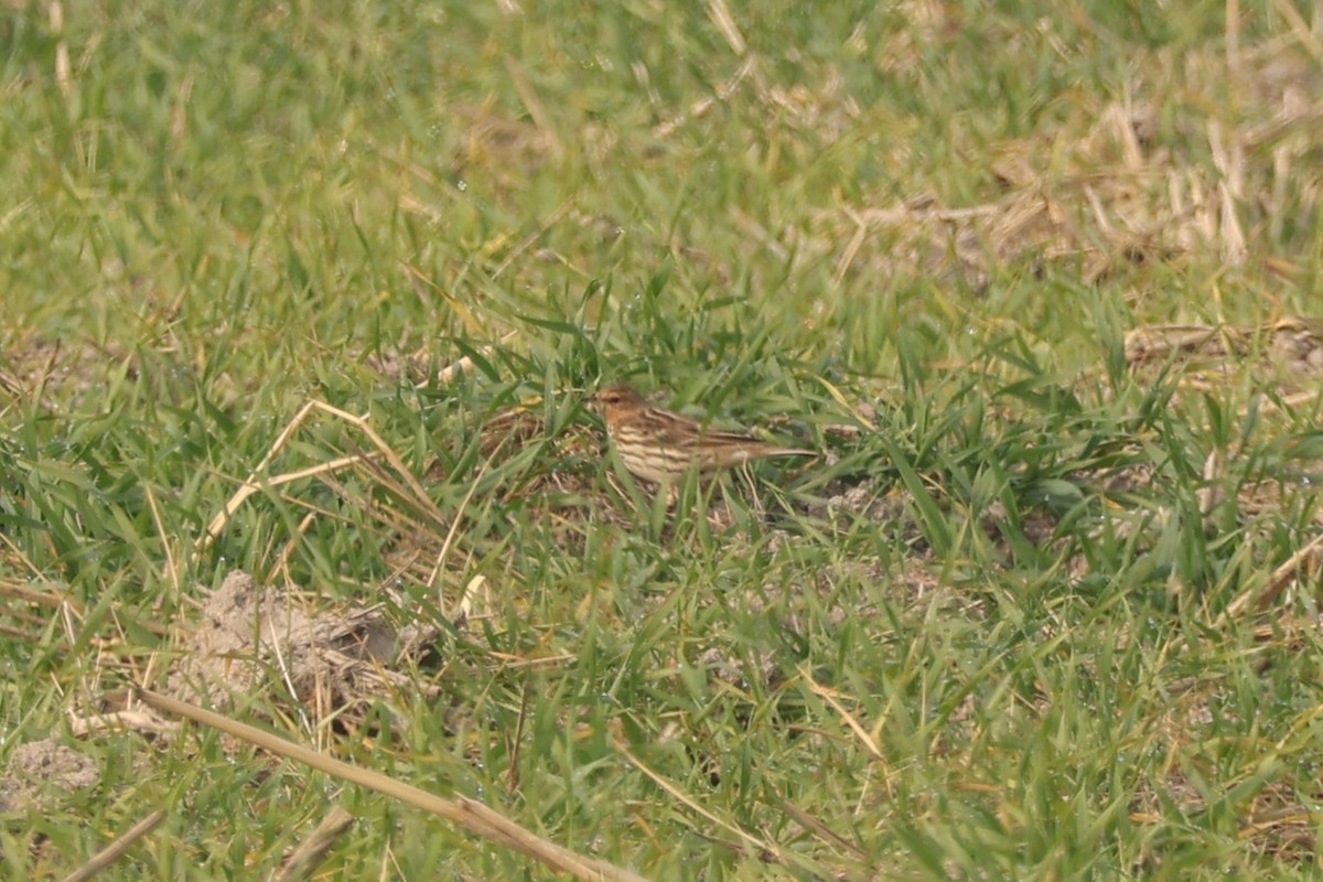 Щеврик червоногрудий - ML647118348