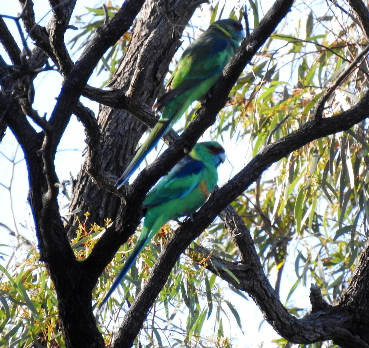 Розела чорноголова (підвид barnardi) - ML647118350