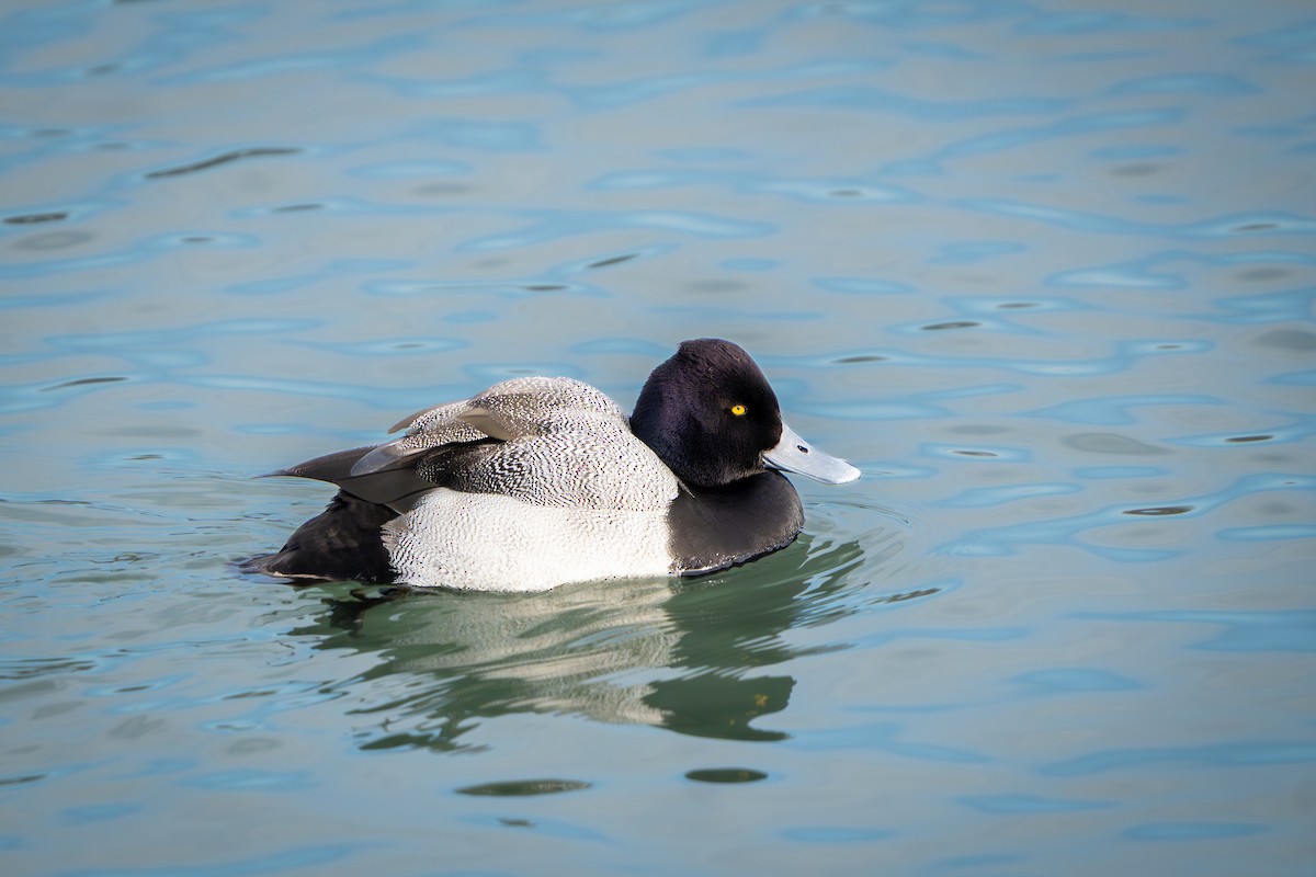 Чернь американська - ML647118356