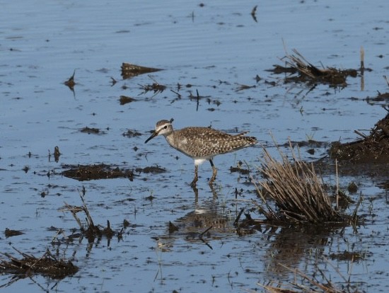 Коловодник болотяний - ML647118357