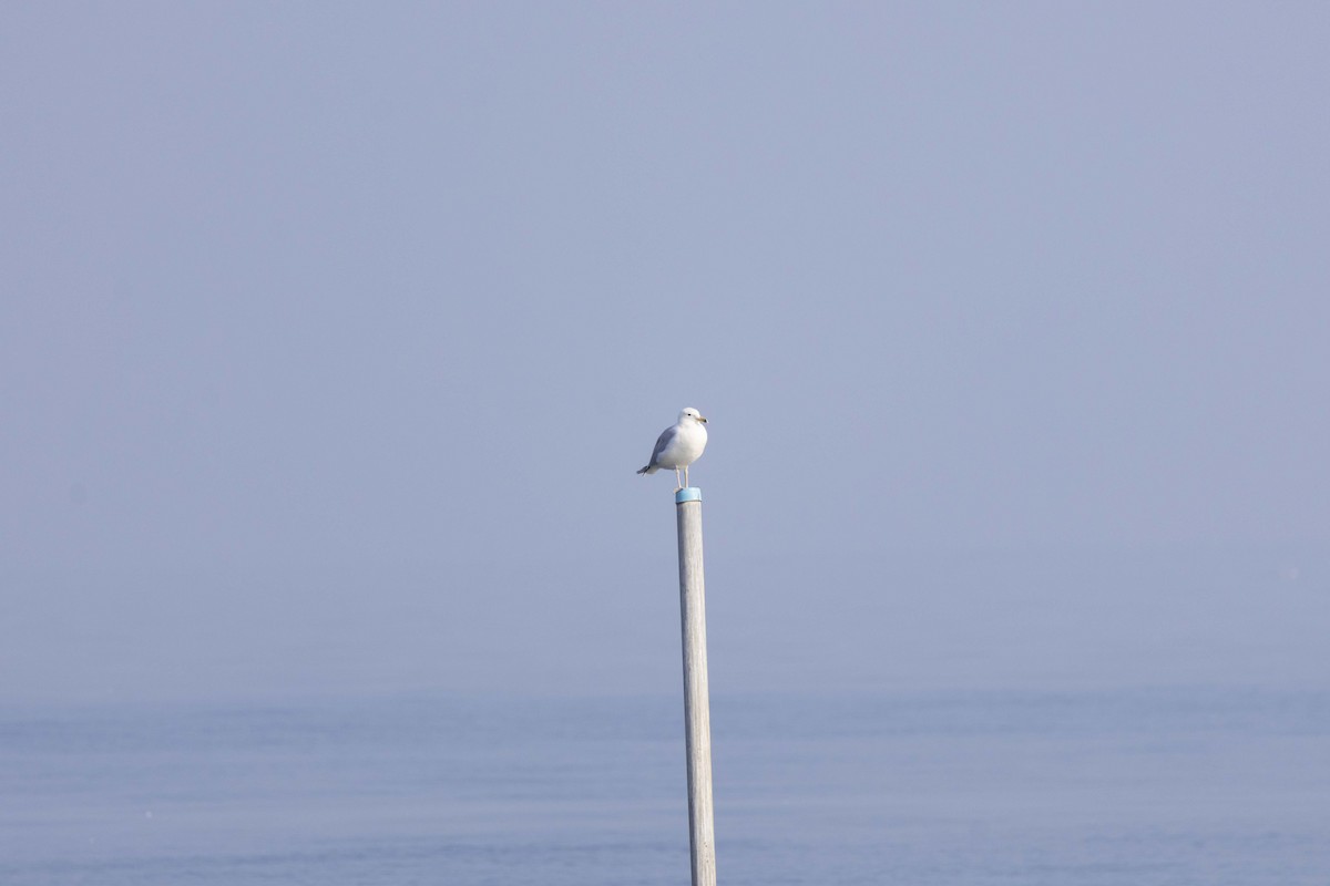 Мартин жовтоногий - ML647118358